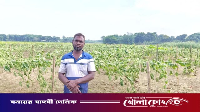 মহম্মদপুরে এক কৃষকের ৫০ শতক জমির লাউ  গাছ কেটে দিয়েছে দুর্বৃত্তরা