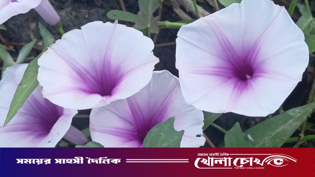 প্রকৃতির বুকে ফোটা কলমি ফুল: গ্রামবাংলার হারানো দিনের স্নিগ্ধ স্মৃতি