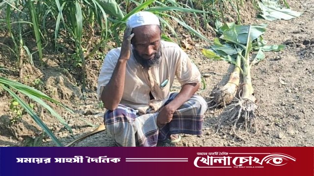 ভাঙ্গায় রাতের আঁধারে কলাগাছ নিধন: জমি–বিরোধে বাড়ছে উত্তেজনা