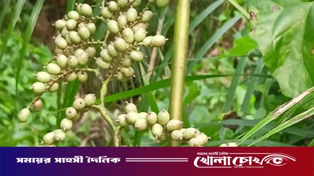 মাগুরায় প্রকৃতির উপহার বেতফল: সুস্বাদু, পুষ্টিকর ও স্বাস্থ্যবর্ধক
