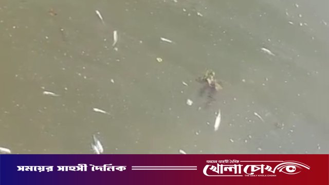নগরকান্দায় বিষাক্ত ওষুধে তিন পুকুরের মাছ নিধন