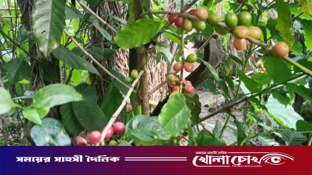 মাগুরায় বিদেশি ফলের চাষে এগিয়ে চলছেন শিক্ষার্থী সম্পদ মন্ডল