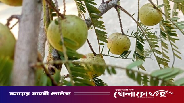 শীতের মৌসুমে সুস্থতার ‘স্বর্ণফল’ আমলকি