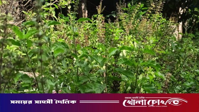 তুলসী: ঘরোয়া চিকিৎসা ও স্বাস্থ্য সুরক্ষায় ‘অমৃত ভেষজ’