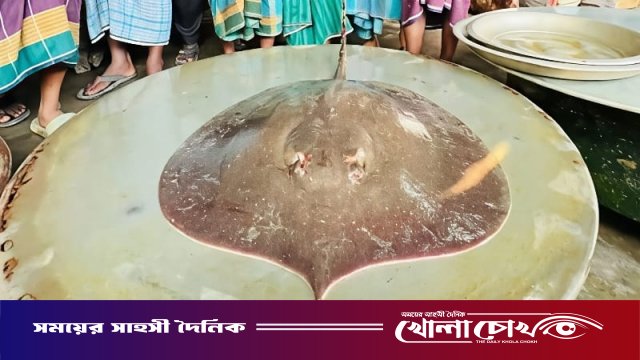 পদ্মায় ধরা পড়ল ৭ কেজি ওজনের বিরল শাপলা পাতা মাছ