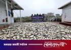 পদ্মাসেতু উত্তরে ৪৫ লাখ টাকার জাটকা জব্দ