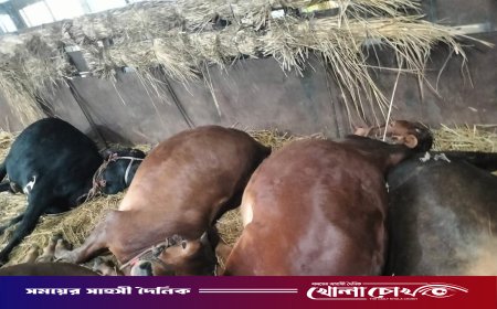 আশুলিয়ায় র‌্যাব পরিচয়ে ৩০ টি গরু বোঝাই ট্রাক ছিনতাই হয়েছে