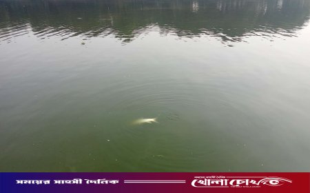 আত্রাইয়ে ডাঃ মেহেদী হাসানের পুকুরে বিষ প্রয়োগে ২০ লাখ টাকার মাছ নিধনের অভিযোগ