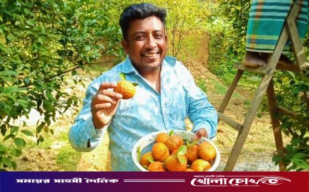 বিজয়নগরে  সবুজ পাতার আড়ালে ঝুলছে পাকা রসালো কমলা