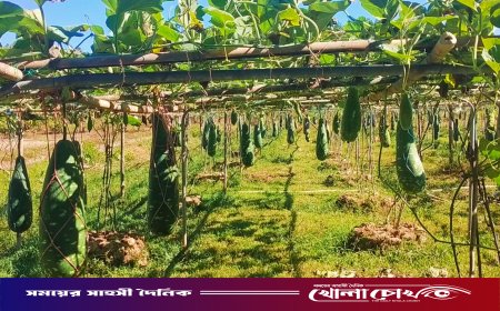 স্বপ্ন ছড়াচ্ছে ‘বারি লাউ–৪’: কাপ্তাইয়ে পাহাড়ি কৃষি গবেষণায় নতুন দিগন্ত