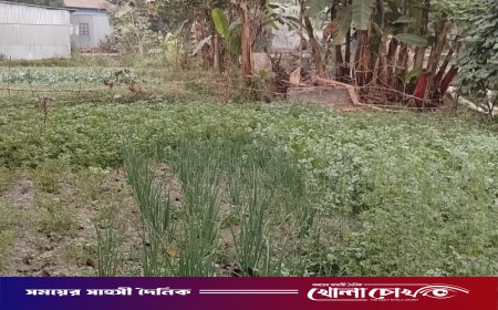 ব্রাহ্মণবাড়িয়ায় ভূমিদস্যুদের কবলে বাবুলের ১৯ শতক জমি