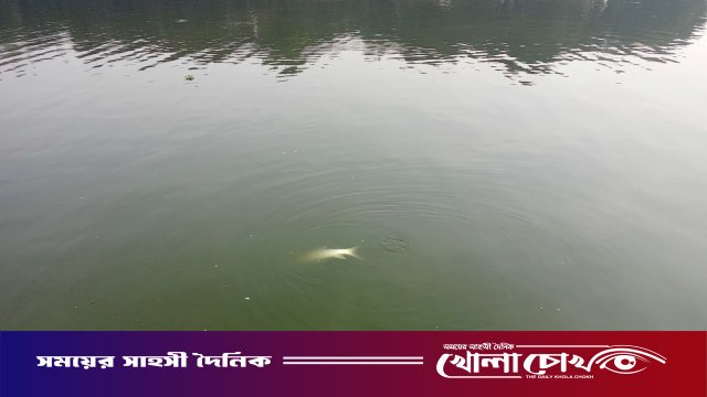 আত্রাইয়ে ডাঃ মেহেদী হাসানের পুকুরে বিষ প্রয়োগে ২০ লাখ টাকার মাছ নিধনের অভিযোগ