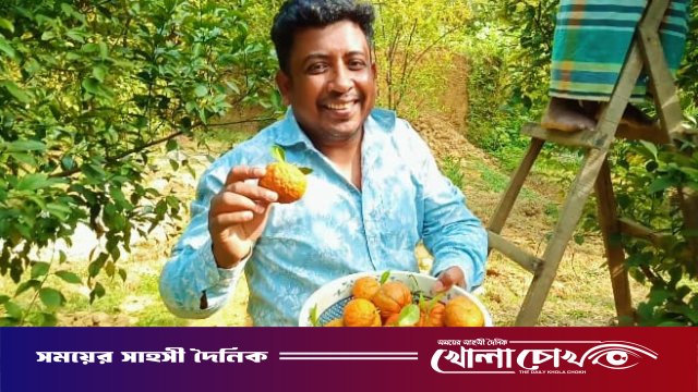 বিজয়নগরে  সবুজ পাতার আড়ালে ঝুলছে পাকা রসালো কমলা