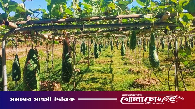 স্বপ্ন ছড়াচ্ছে ‘বারি লাউ–৪’: কাপ্তাইয়ে পাহাড়ি কৃষি গবেষণায় নতুন দিগন্ত