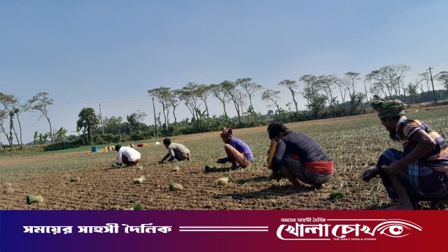মাগুরায় হাড়কাঁপানো শীত উপেক্ষা করে আগাম পেঁয়াজ চাষে ব্যস্ত কৃষকরা, বাম্পার ফলনের আশা