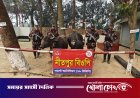 নওগাঁর পোরশা সীমান্তে বিজিবির অভিযানে মালিকবিহীন দুটি ভারতীয় মহিষ আটক