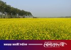 দিগন্তজুড়ে হলুদের সমারোহ: মাগুরার মাঠে বাম্পার ফলনের হাতছানি