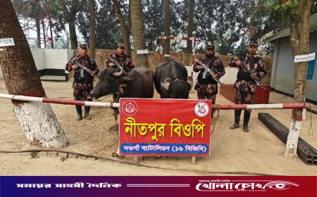নওগাঁর পোরশা সীমান্তে বিজিবির অভিযানে মালিকবিহীন দুটি ভারতীয় মহিষ আটক