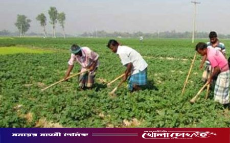 গোদাগাড়ীতে আলুর বাম্পার ফলনের হাতছানি: বদলাতে পারে পুরো উপজেলার অর্থনীতির চিত্র