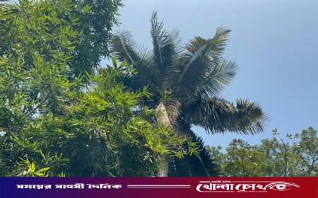 নারিকেল গাছের আতঙ্কে ঘুম হারাম দুটি পরিবারের