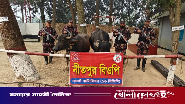 নওগাঁর পোরশা সীমান্তে বিজিবির অভিযানে মালিকবিহীন দুটি ভারতীয় মহিষ আটক
