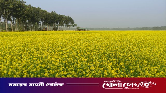 দিগন্তজুড়ে হলুদের সমারোহ: মাগুরার মাঠে বাম্পার ফলনের হাতছানি