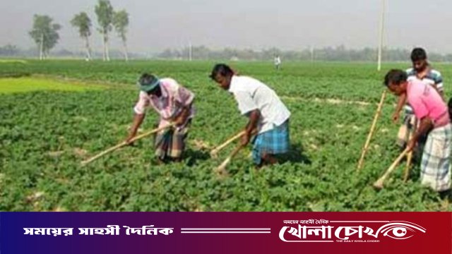 গোদাগাড়ীতে আলুর বাম্পার ফলনের হাতছানি: বদলাতে পারে পুরো উপজেলার অর্থনীতির চিত্র