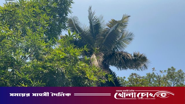 নারিকেল গাছের আতঙ্কে ঘুম হারাম দুটি পরিবারের
