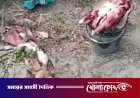 নওগাঁয় খাসির মাংস বলে কুকুরের মাংস বিক্রয়ের অভিযোগ