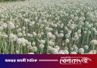 নগরকান্দায় ‘কালো সোনা’র হাতছানি: পেঁয়াজ বীজ চাষে সাফল্যের স্বপ্ন দেখছেন কৃষকরা