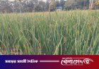 নগরকান্দায় ফসলের মাঠ জুড়ে হালি পেঁয়াজের আবাদ