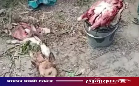নওগাঁয় খাসির মাংস বলে কুকুরের মাংস বিক্রয়ের অভিযোগ