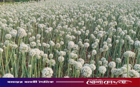 নগরকান্দায় ‘কালো সোনা’র হাতছানি: পেঁয়াজ বীজ চাষে সাফল্যের স্বপ্ন দেখছেন কৃষকরা