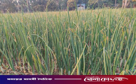 নগরকান্দায় ফসলের মাঠ জুড়ে হালি পেঁয়াজের আবাদ