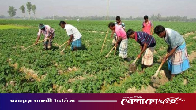 আত্রাইয়ে লোকসানের বোঝা মাথায় নিয়েই তিন হাজার হেক্টর জমিতে এবারও পুরো উদ্যোমে আলু চাষ