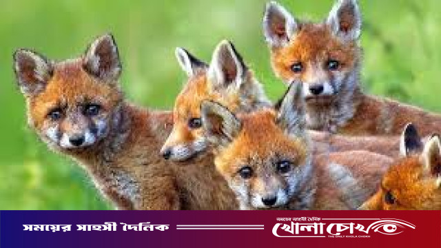 চরভদ্রাসনে ফের শেয়ালের কামড়, তিন বছরের শিশু আব্দুল্লাহ আহত