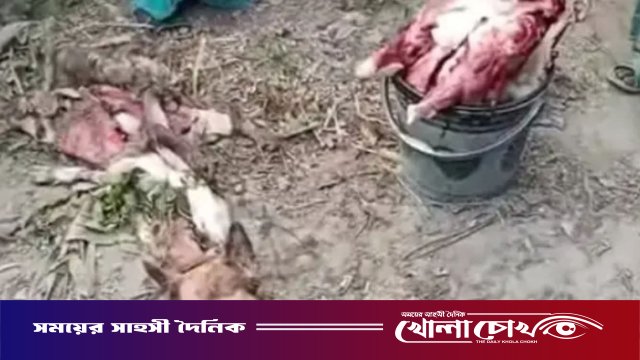 নওগাঁয় খাসির মাংস বলে কুকুরের মাংস বিক্রয়ের অভিযোগ