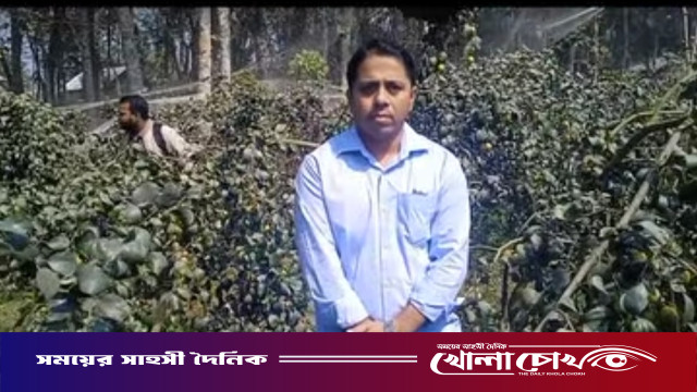 কৃষক জাকিরের কুল বাগান পরিদর্শন করলেন উপজেলা কৃষি কর্মকর্তা
