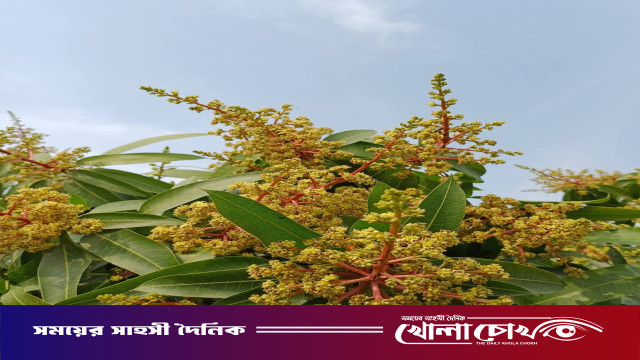 আত্রাইয়ে আমের মুকুলের মৌ মৌ গন্ধে মুখরিত প্রতিটি এলাকা