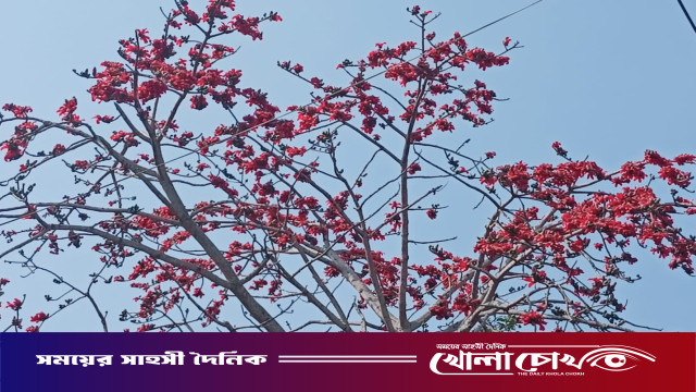 বসন্তে ফুটেছে দৃষ্টিনন্দন লাল  শিমুল