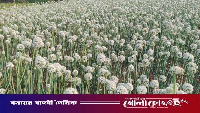 নগরকান্দায় ‘কালো সোনা’র হাতছানি: পেঁয়াজ বীজ চাষে সাফল্যের স্বপ্ন দেখছেন কৃষকরা