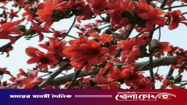 বসন্তের প্রকৃতিতে আগুনের আভা ছড়ানো শিমুল গাছ বিলুপ্তির পথে