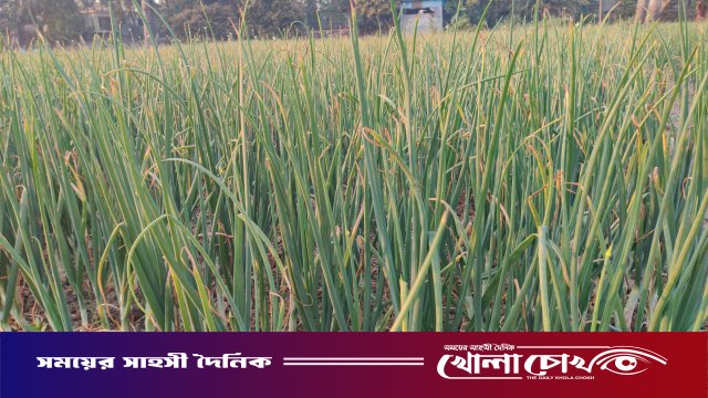 নগরকান্দায় ফসলের মাঠ জুড়ে হালি পেঁয়াজের আবাদ