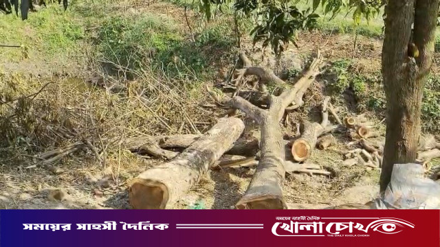 শ্রীনগরে মসজিদের ওয়াকফ সম্পত্তির গাছ জোরপূর্বক কেটে নেওয়ার অভিযোগ