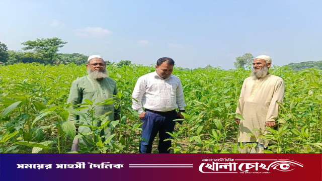 সালথায় পাটবীজ চাষে সাফল্য, উৎপাদন দুই হাজার কেজি