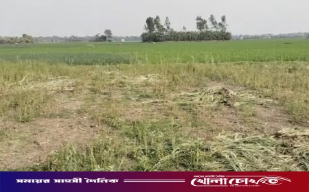 ফরিদপুরের নগরকান্দায় জমি দখলের চেষ্টা ও ফসল নষ্টের অভিযোগ