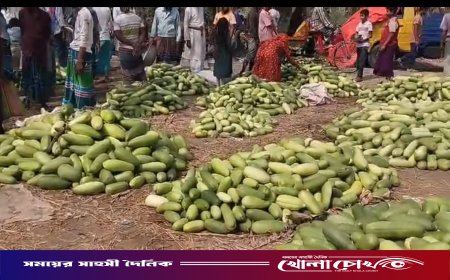 রমজানে সদরপুরে বাঙ্গীর বাম্পার ফলন: হাসি ফুটেছে চাষিদের মুখে
