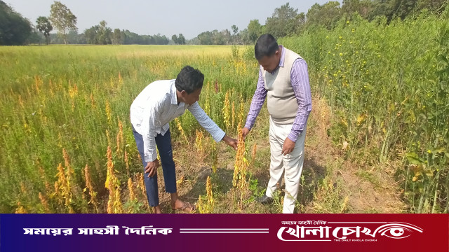 মহম্মদপুরে ভিয়েতনামী সরিষা ও সুপারফুড কিনোয়া চাষে কৃষক তামজিদের সাফল্য