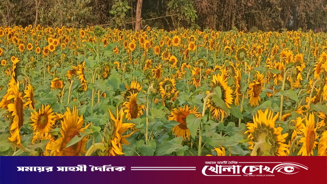 মাগুরায় দিগন্তজোড়া সূর্যমুখী কৃষিতে হলুদ বিপ্লব, বদলে যাচ্ছে গ্রামীণ অর্থনীতি