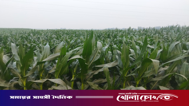 আত্রাইয়ে ভুট্টা চাষে ব্যাপক বিস্তার,বাম্পার ফলনের আশায় কৃষকরা